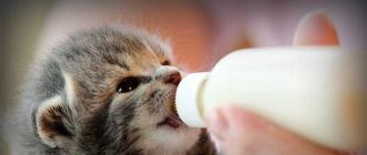 Что едят котята (2 месяца), чем кормить?