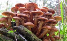 Kako razlikovati gljive: određujemo jestive i nejestive