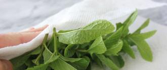 Natural freshness or how to properly store mint in dry, frozen and fresh form