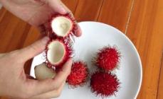 What is rambutan fruit, how is it eaten, how is rambutan useful Where rambutans grow