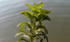 Елодея темна (Egeria densa)