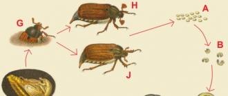 10 способов борьбы с личинками майского жука