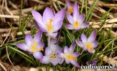 Spring heralds - crocuses Crocus cultivation and care