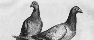 Breeds of carrier pigeons, how they are determined and how they know where to fly