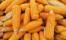 The benefits of canned corn