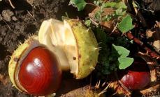 How to germinate chestnuts at home