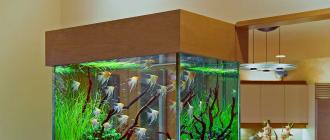 Запуск аквариума с рыбками